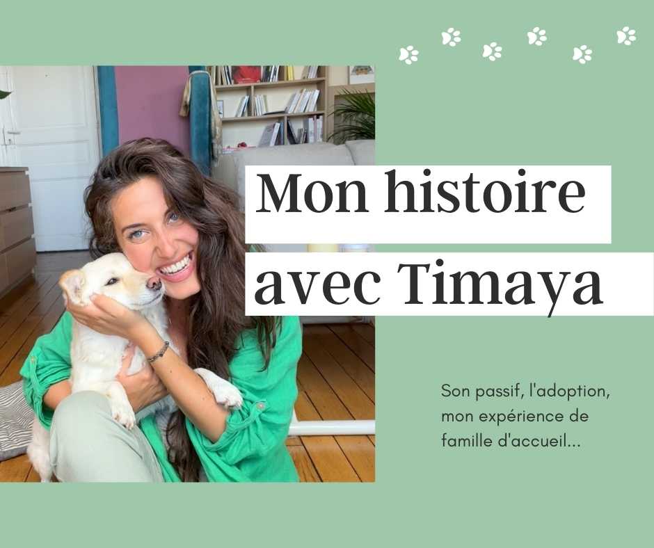 Mon expérience en tant que famille d'accueil pour chien, adoption, passé et histoire de Timaya